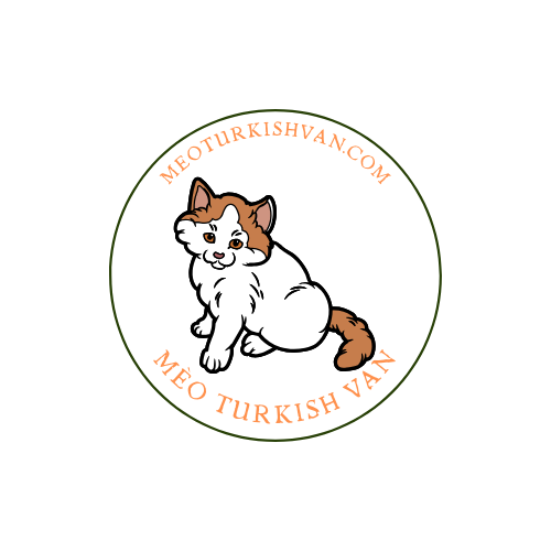 Mèo Turkish Van